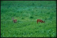 Capriolo - Capreolus capreolus