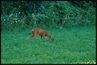 Capriolo - Capreolus capreolus