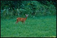 Capriolo - Capreolus capreolus