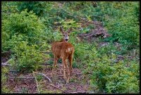 Capriolo - Capreolus capreolus