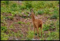 Capriolo - Capreolus capreolus