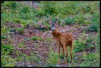 Capriolo - Capreolus capreolus