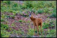 Capriolo - Capreolus capreolus