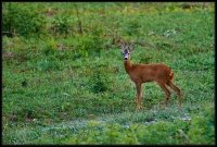 Capriolo - Capreolus capreolus