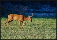 Capriolo - Capreolus capreolus