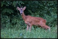 Capriolo - Capreolus capreolus