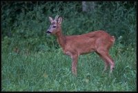 Capriolo - Capreolus capreolus