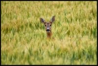 Capriolo - Capreolus capreolus