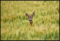 Capriolo - Capreolus capreolus