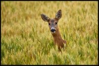 Capriolo - Capreolus capreolus