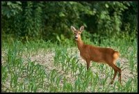 Capriolo - Capreolus capreolus