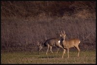 Capriolo - Capreolus capreolus