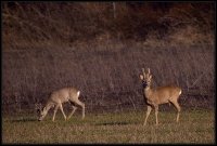 Capriolo - Capreolus capreolus