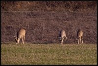 Capriolo - Capreolus capreolus