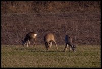 Capriolo - Capreolus capreolus