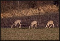 Capriolo - Capreolus capreolus