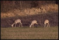 Capriolo - Capreolus capreolus