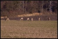 Capriolo - Capreolus capreolus