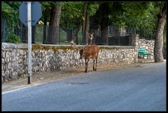 Cervo Nobile – Cervus Elaphus