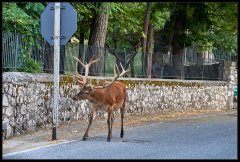 Cervo Nobile – Cervus Elaphus