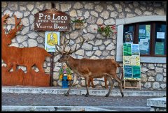 Cervo Nobile – Cervus Elaphus