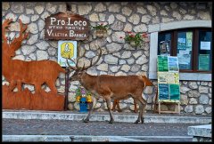 Cervo Nobile – Cervus Elaphus