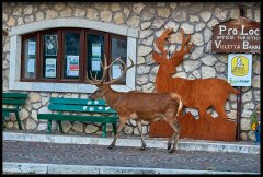 Cervo Nobile – Cervus Elaphus