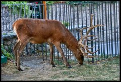 Cervo Nobile – Cervus Elaphus