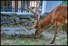 Cervo Nobile – Cervus Elaphus