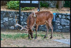 Cervo Nobile – Cervus Elaphus