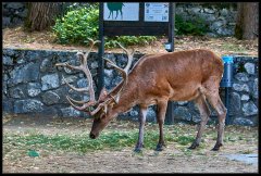 Cervo Nobile – Cervus Elaphus