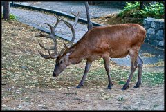 Cervo Nobile – Cervus Elaphus