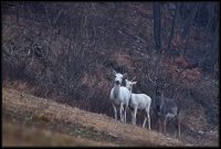 Daino - Dama dama