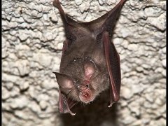 Pippistrello - Rinolofo minore - Rhinolophus hipposideros