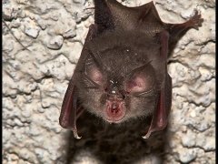 Pippistrello - Rinolofo minore - Rhinolophus hipposideros