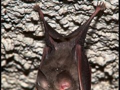 Pippistrello - Rinolofo minore - Rhinolophus hipposideros