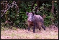 Cinghiale - Sus scrofa