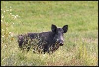 Cinghiale - Sus scrofa