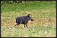 Cinghiale - Sus scrofa