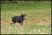 Cinghiale - Sus scrofa