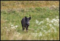 Cinghiale - Sus scrofa