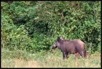 Cinghiale - Sus scrofa