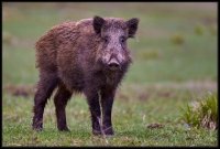 Cinghiale - Sus scrofa