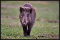 Cinghiale - Sus scrofa