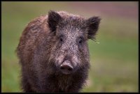 Cinghiale - Sus scrofa