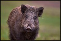 Cinghiale - Sus scrofa