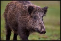 Cinghiale - Sus scrofa