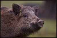 Cinghiale - Sus scrofa