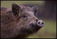 Cinghiale - Sus scrofa