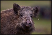 Cinghiale - Sus scrofa